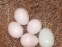 Parrot eggs, guaranteed fertile